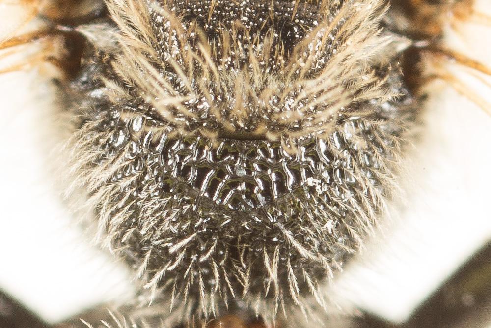  Lasioglossum leucozonium (Schrank, 1781)