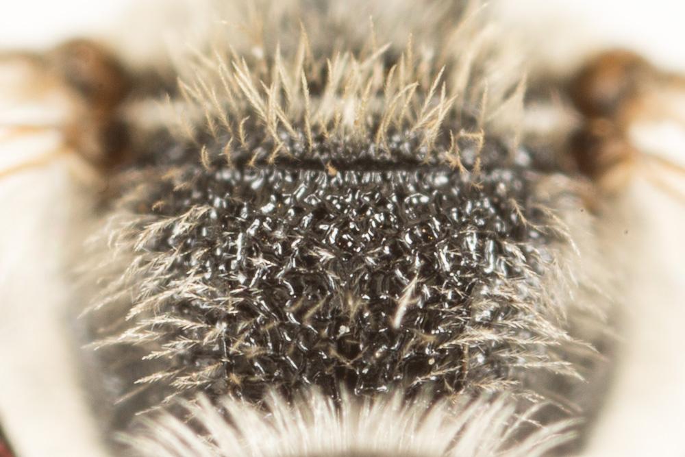  Lasioglossum leucozonium (Schrank, 1781)