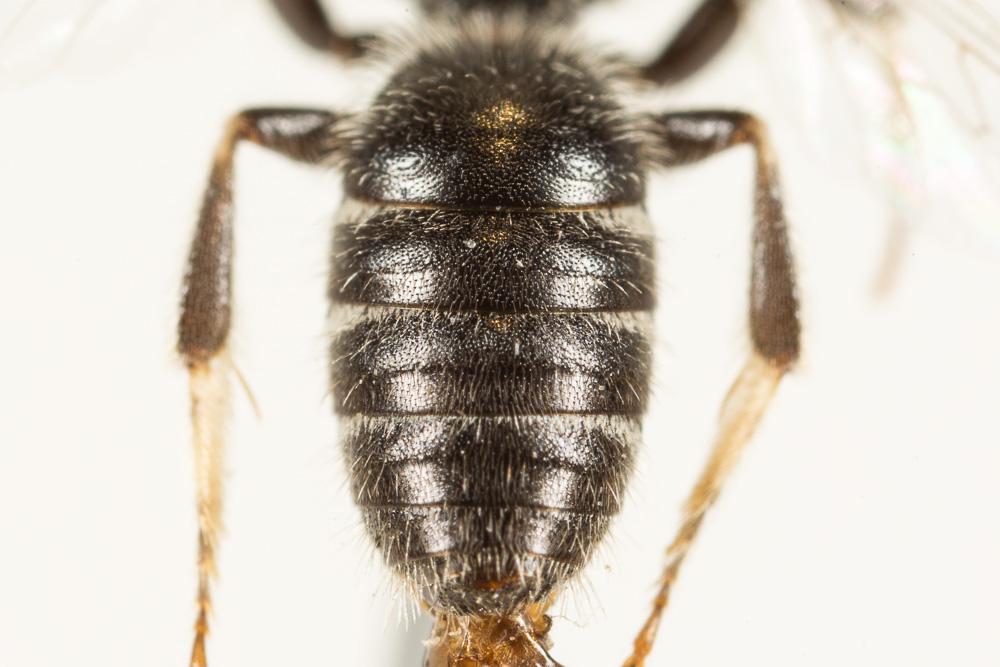  Lasioglossum leucozonium (Schrank, 1781)
