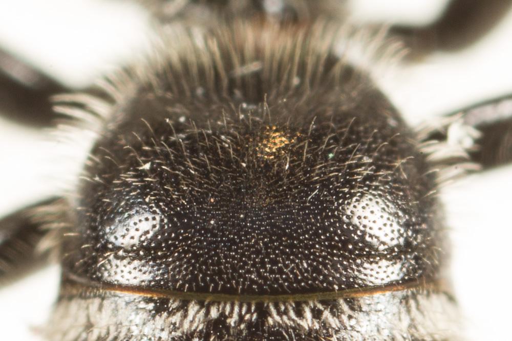  Lasioglossum leucozonium (Schrank, 1781)