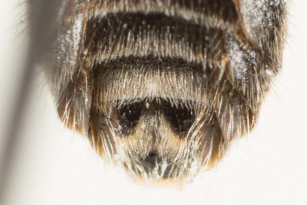  Lasioglossum leucozonium (Schrank, 1781)