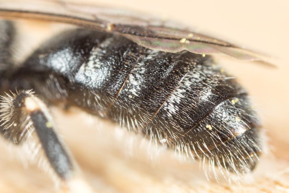  Lasioglossum leucozonium (Schrank, 1781)