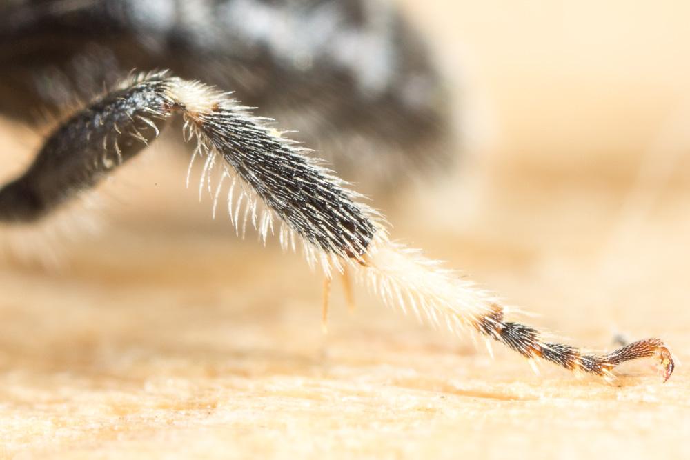  Lasioglossum leucozonium (Schrank, 1781)