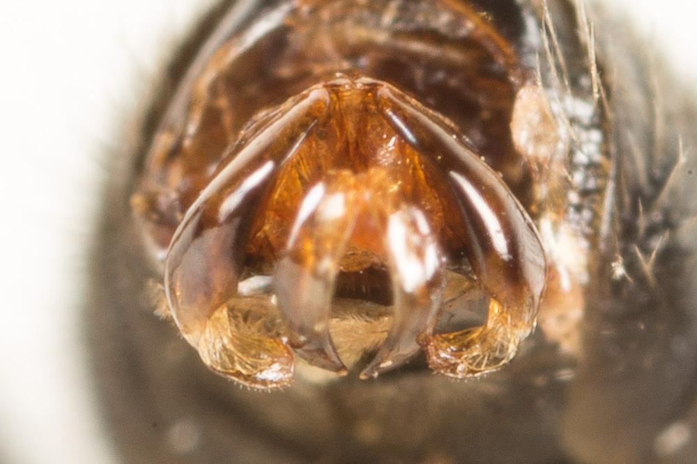  Lasioglossum leucozonium (Schrank, 1781)