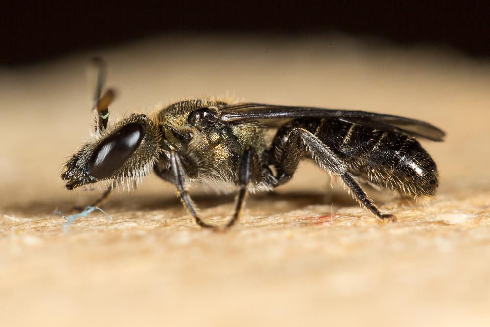  Lasioglossum morio (Fabricius, 1793)