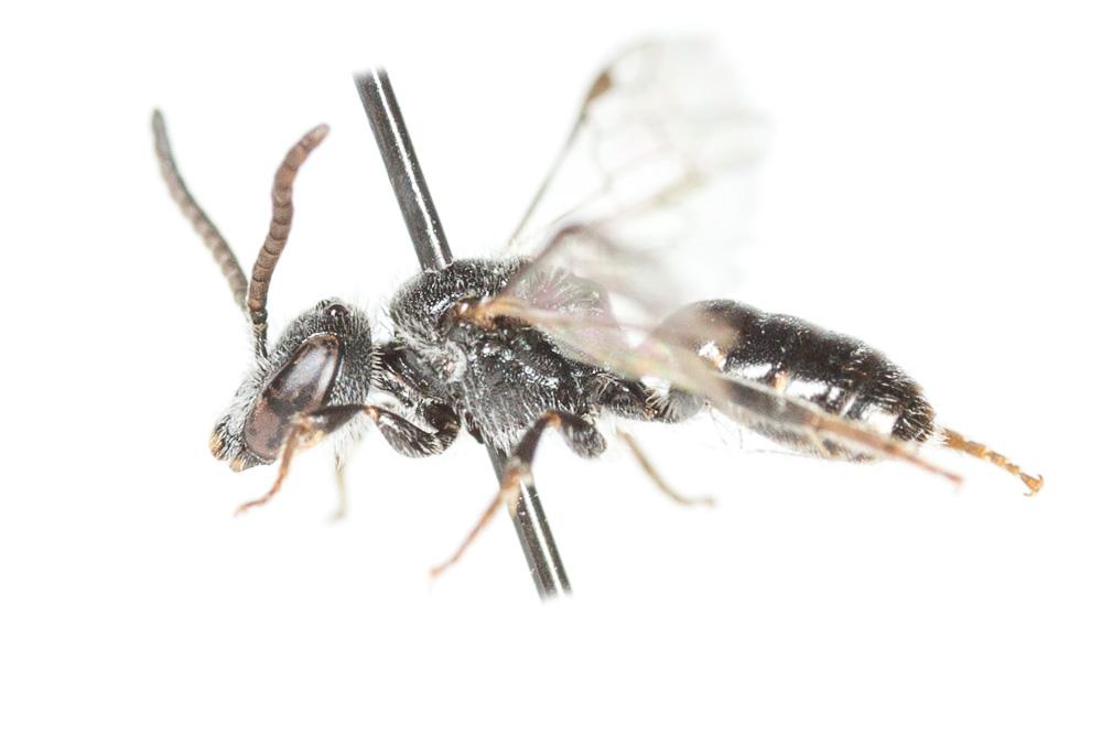  Lasioglossum transitorium planulum (Pérez, 1903)