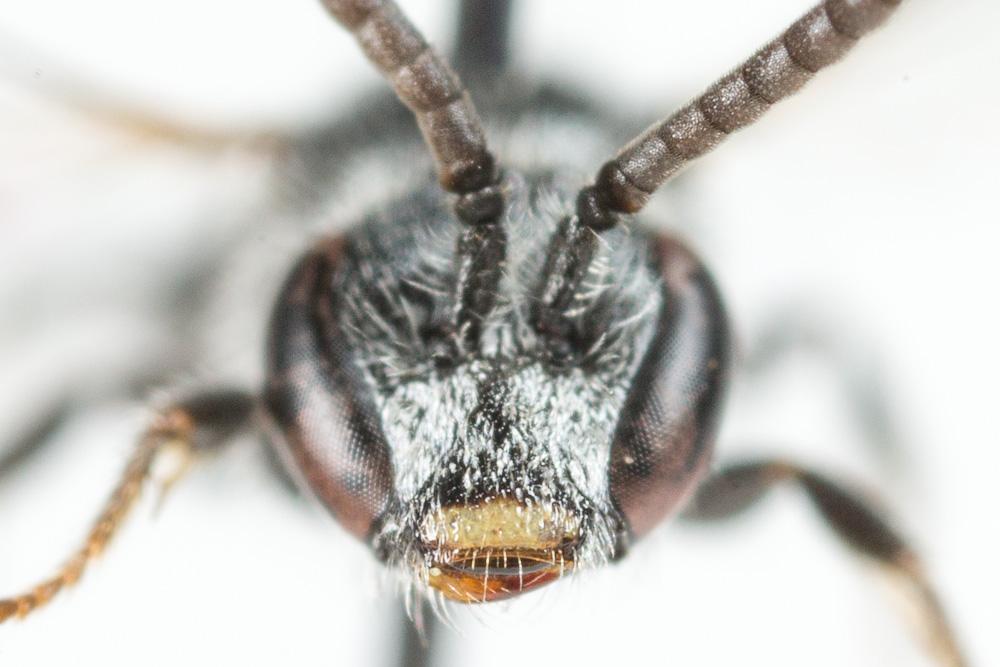  Lasioglossum transitorium planulum (Pérez, 1903)