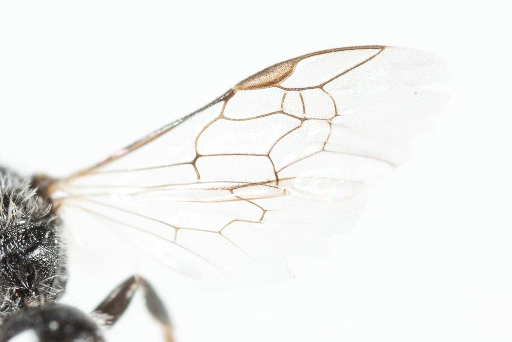  Lasioglossum transitorium planulum (Pérez, 1903)