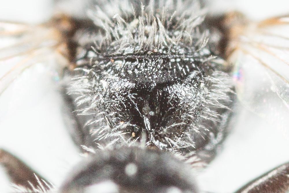  Lasioglossum transitorium planulum (Pérez, 1903)