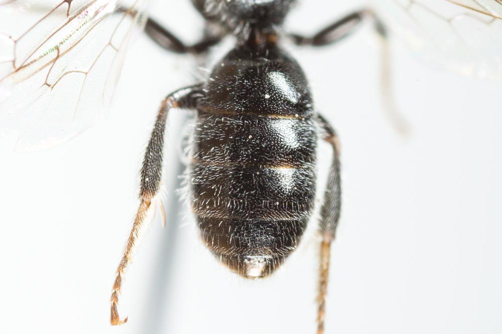  Lasioglossum transitorium planulum (Pérez, 1903)