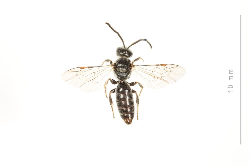 Le  Lasioglossum angusticeps (Perkins, 1895)