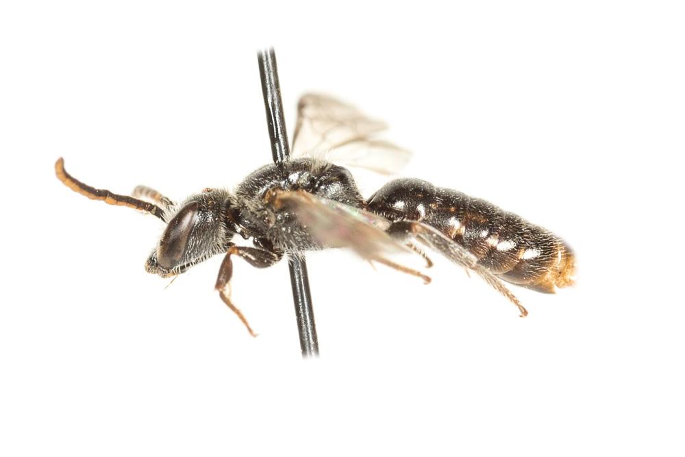 Le  Lasioglossum angusticeps (Perkins, 1895)