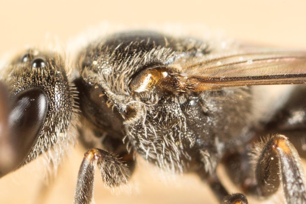 Le  Lasioglossum angusticeps (Perkins, 1895)