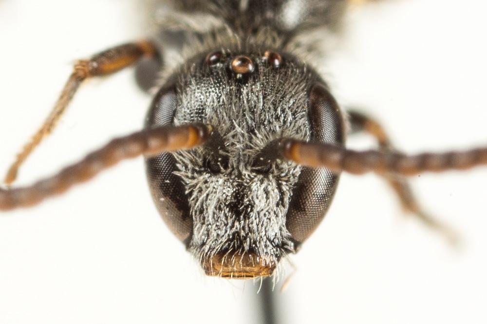 Le  Lasioglossum angusticeps (Perkins, 1895)