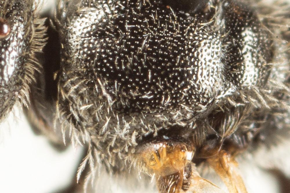 Le  Lasioglossum angusticeps (Perkins, 1895)