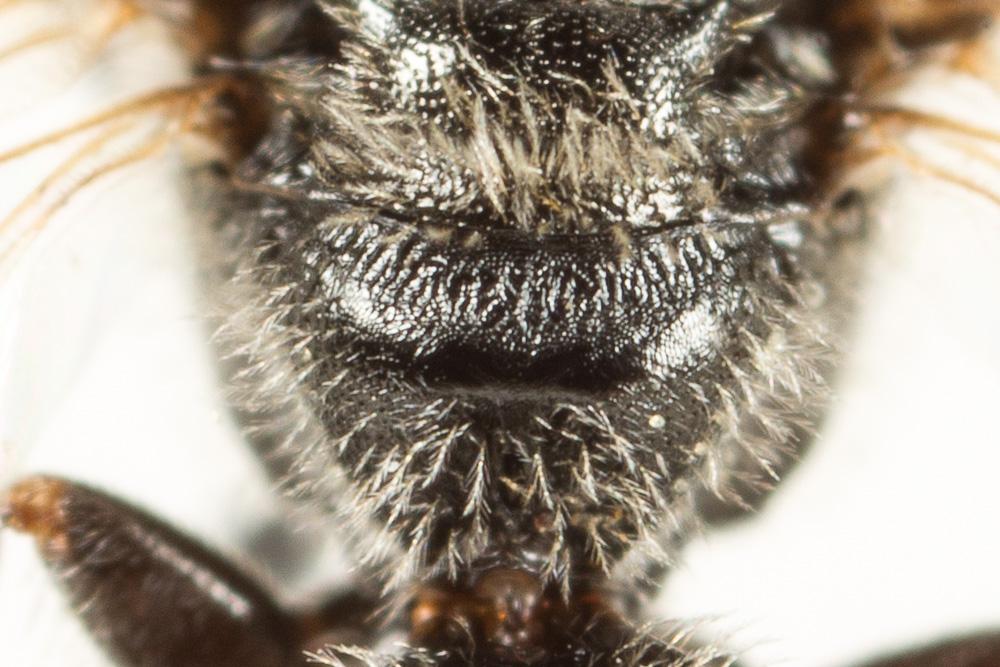 Le  Lasioglossum angusticeps (Perkins, 1895)