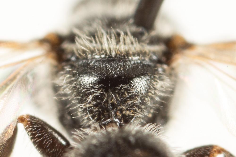 Le  Lasioglossum angusticeps (Perkins, 1895)