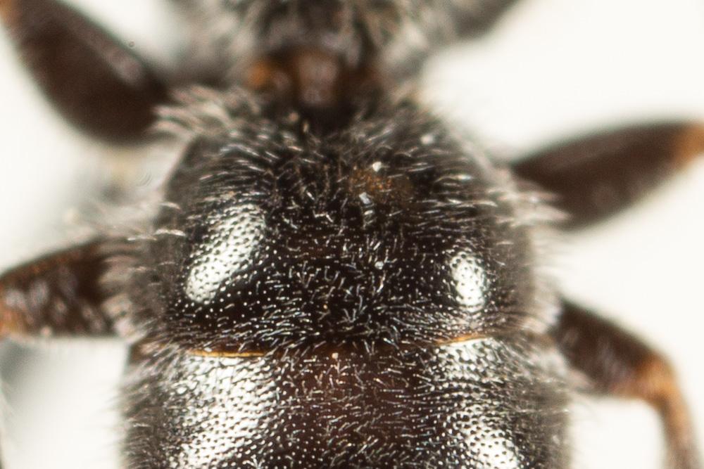 Le  Lasioglossum angusticeps (Perkins, 1895)