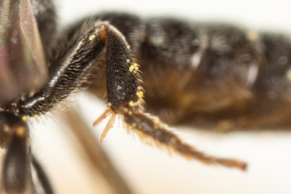 Le  Lasioglossum angusticeps (Perkins, 1895)