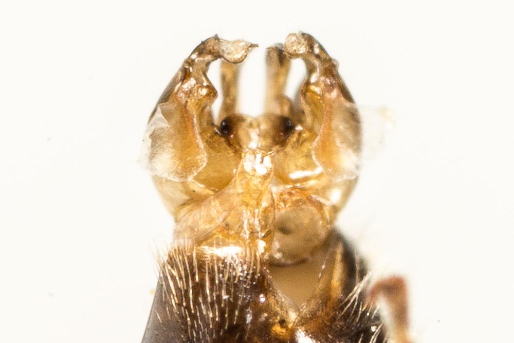 Le  Lasioglossum angusticeps (Perkins, 1895)