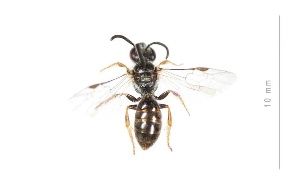  Lasioglossum limbellum (Morawitz, 1876)