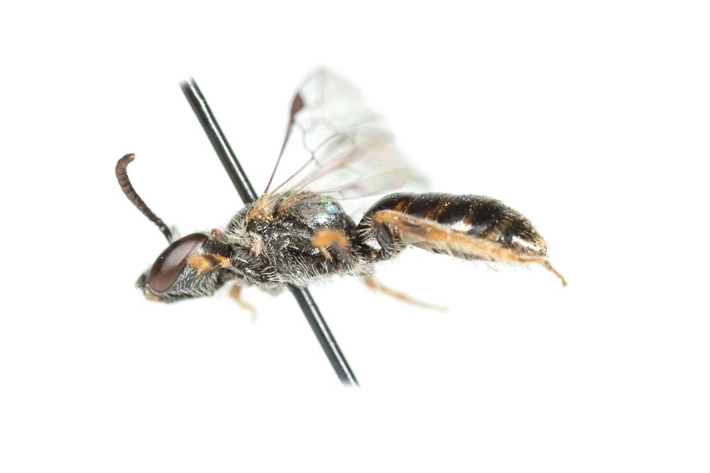  Lasioglossum limbellum (Morawitz, 1876)