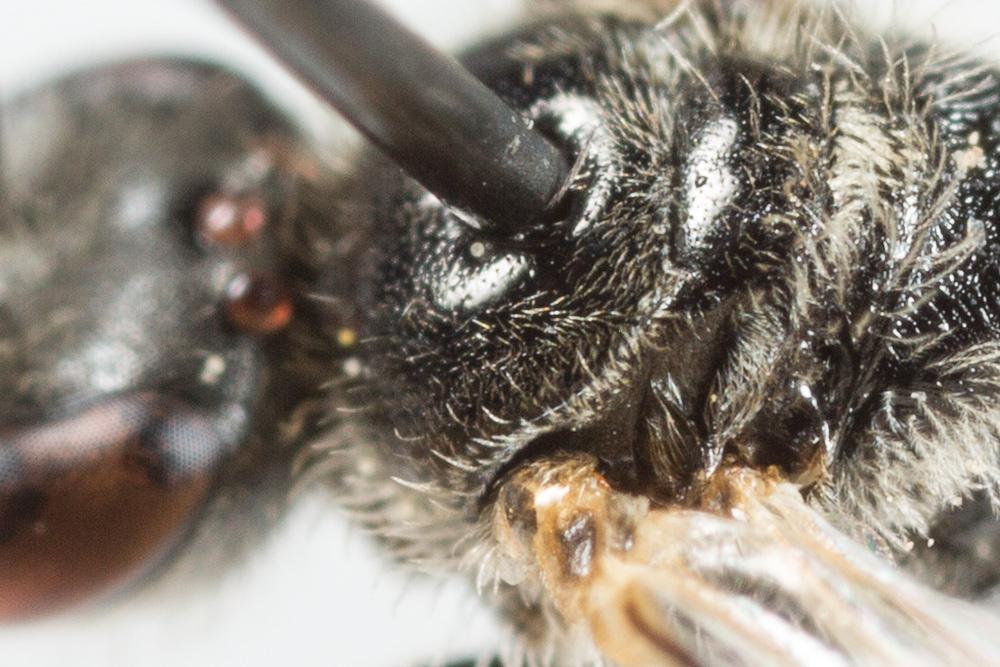  Lasioglossum limbellum (Morawitz, 1876)