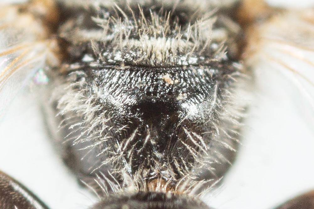  Lasioglossum limbellum (Morawitz, 1876)