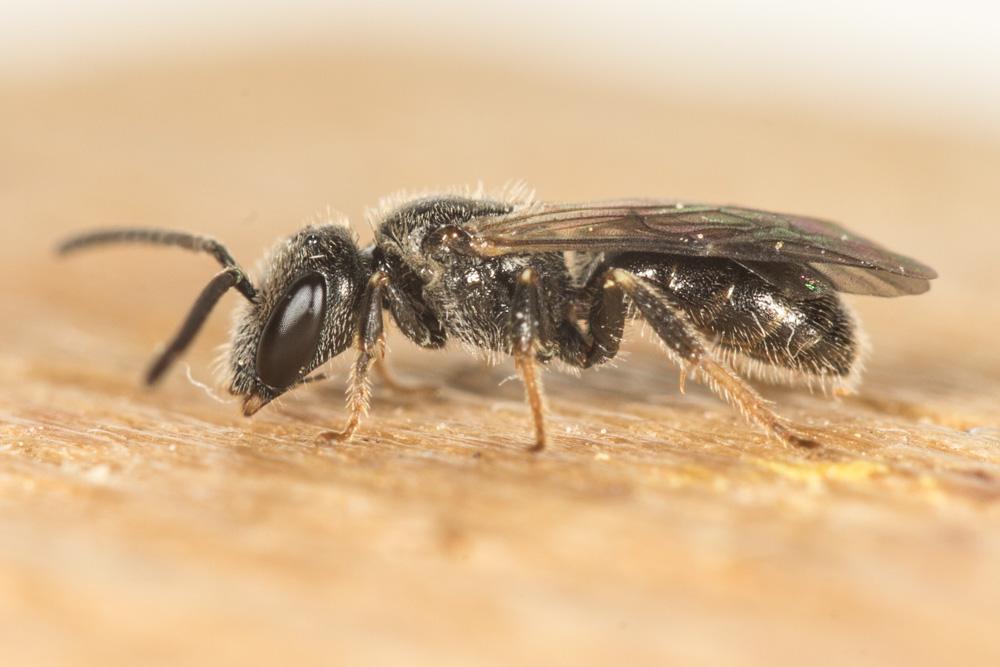  Lasioglossum corvinum (Morawitz, 1877)