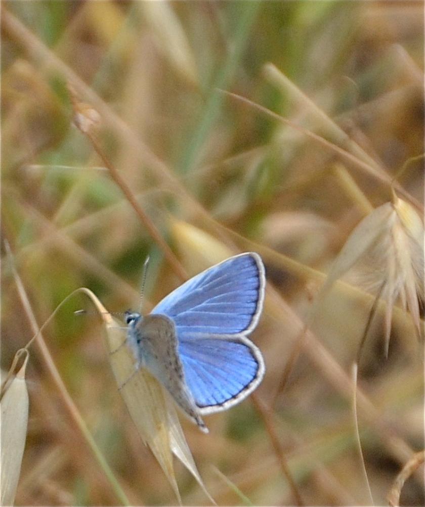Azuré de l'Adragant (L'), Azuré du Plantain (L'),  Polyommatus escheri (Hübner, 1823)