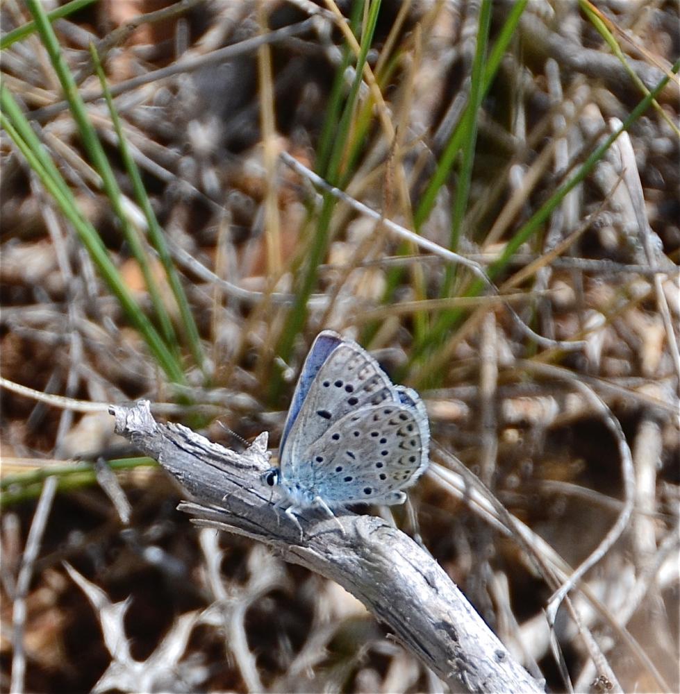 Azuré de l'Adragant (L'), Azuré du Plantain (L'),  Polyommatus escheri (Hübner, 1823)