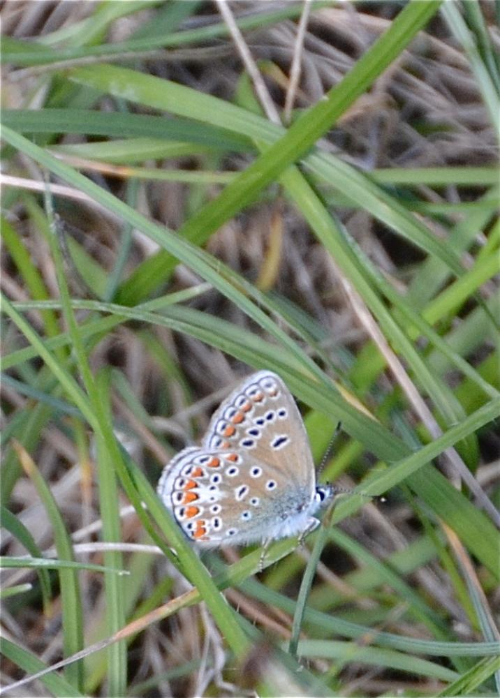 Azuré de L'Esparcette (L'), Azuré de Chapman (L'), Polyommatus thersites (Cantener, 1835)