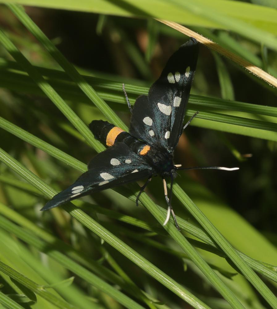  Amata marjana albionica Dufay, 1965