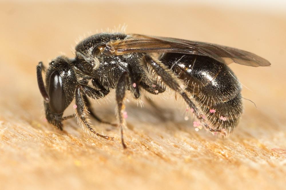  Lasioglossum corvinum (Morawitz, 1877)