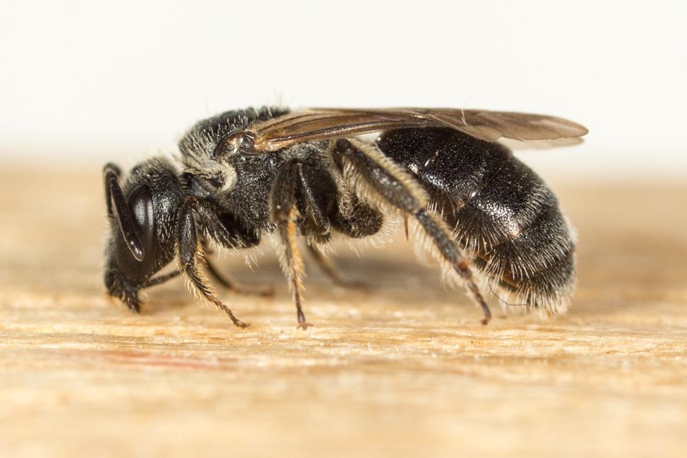 Le  sp. Lasioglossum Curtis, 1833 sp.