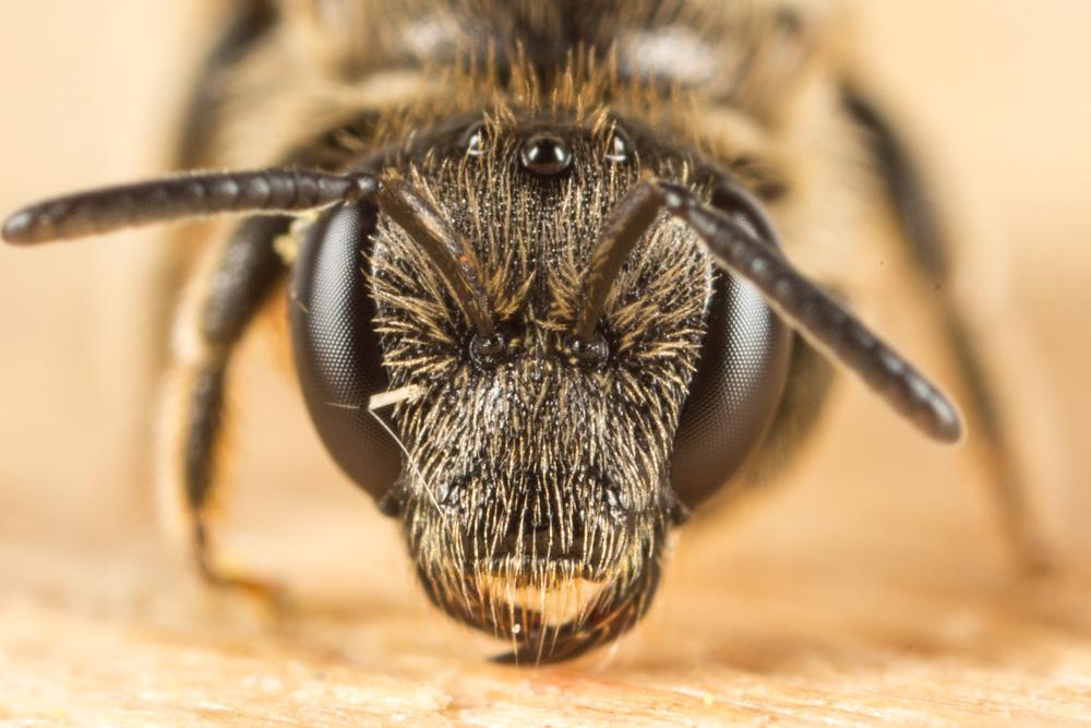 Lasioglossum Curtis, 1833