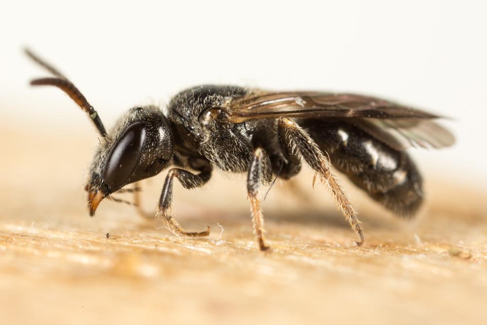 Lasioglossum corvinum (Morawitz, 1877)