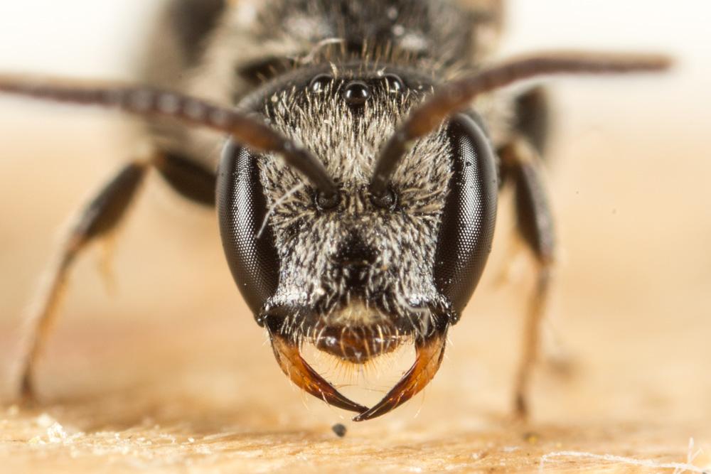 Lasioglossum corvinum (Morawitz, 1877)