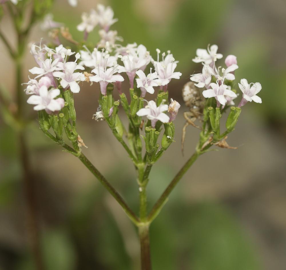 Valériane des montagnes Valeriana montana L., 1753