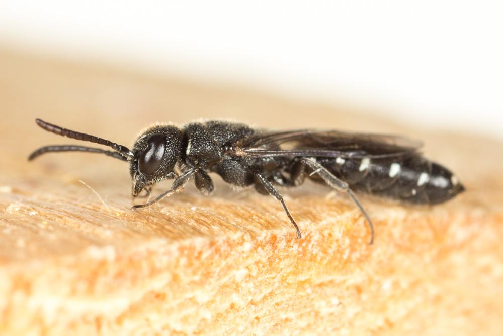 Sapygina decemguttata (Jurine, 1807)