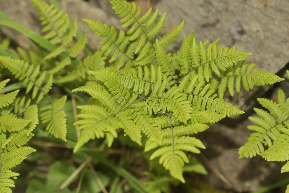 Polypode du calcaire Gymnocarpium robertianum (Hoffm.) Newman, 1851