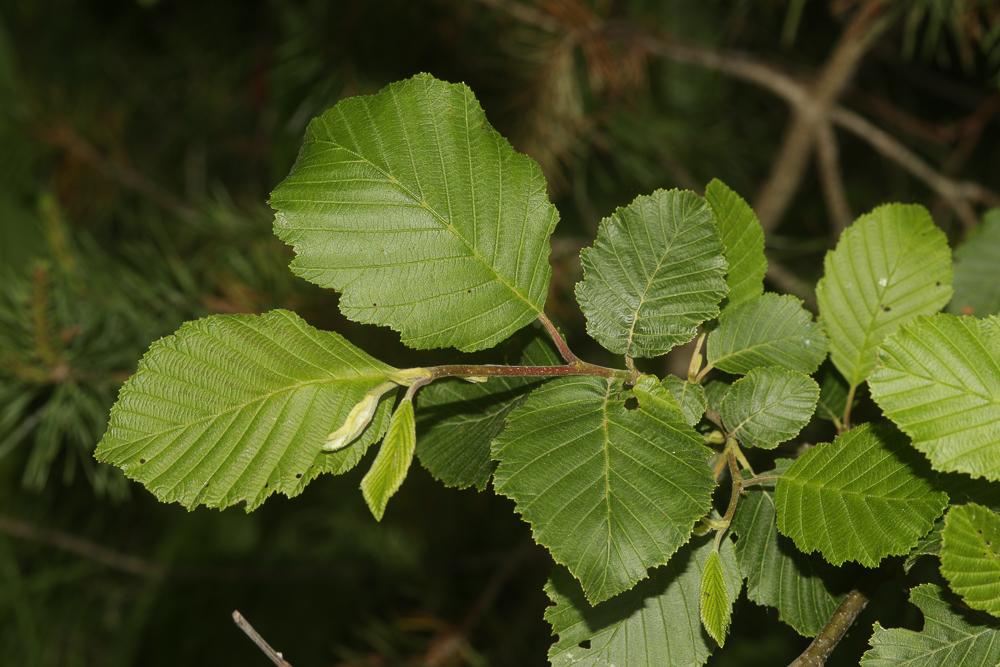 Aulne blanchâtre, Aulne de montagne Alnus incana (L.) Moench, 1794
