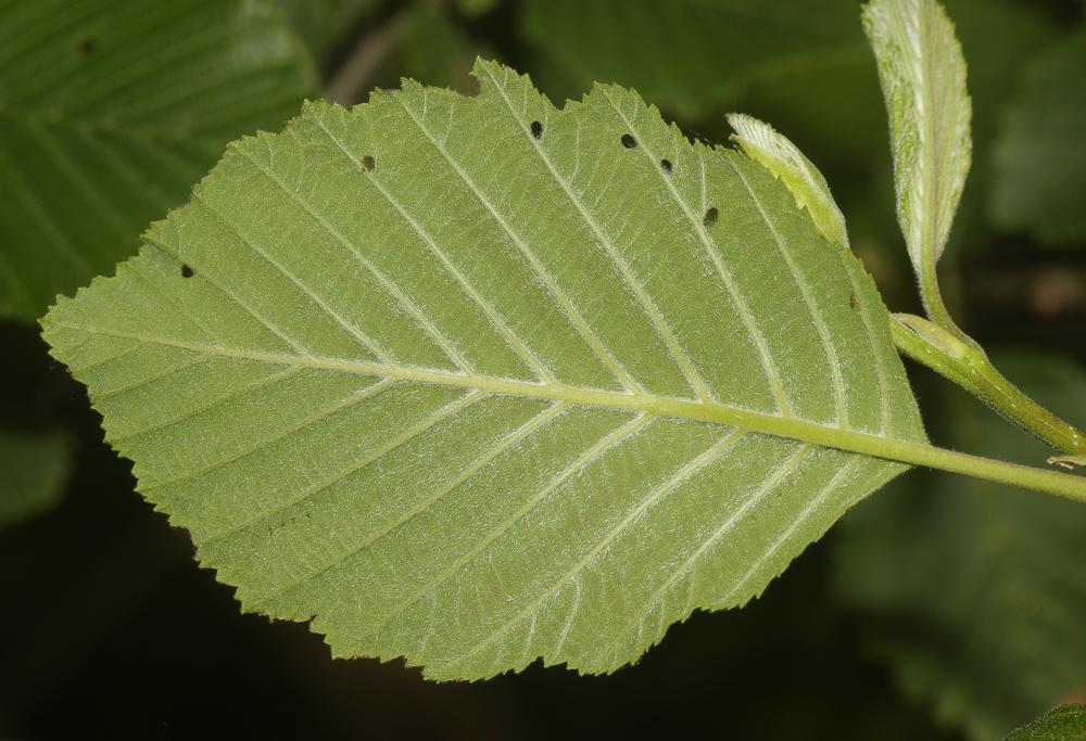 Aulne blanchâtre, Aulne de montagne Alnus incana (L.) Moench, 1794