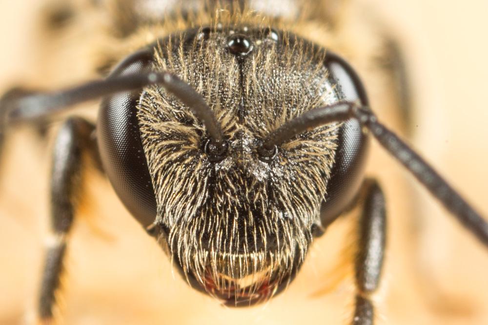  Lasioglossum pallens (Brullé, 1832)