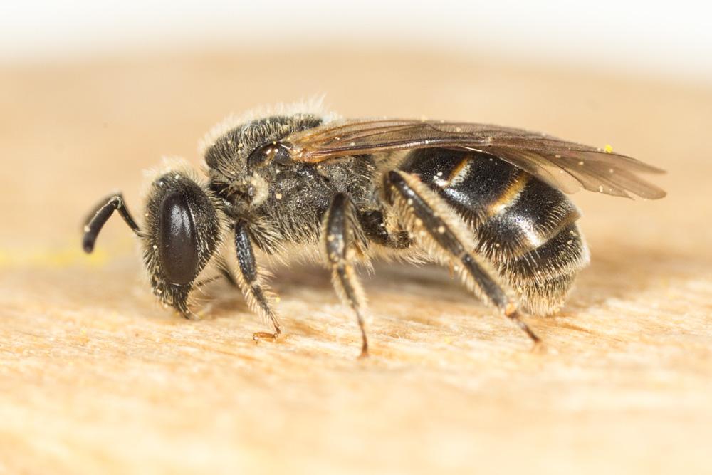  Lasioglossum Curtis, 1833