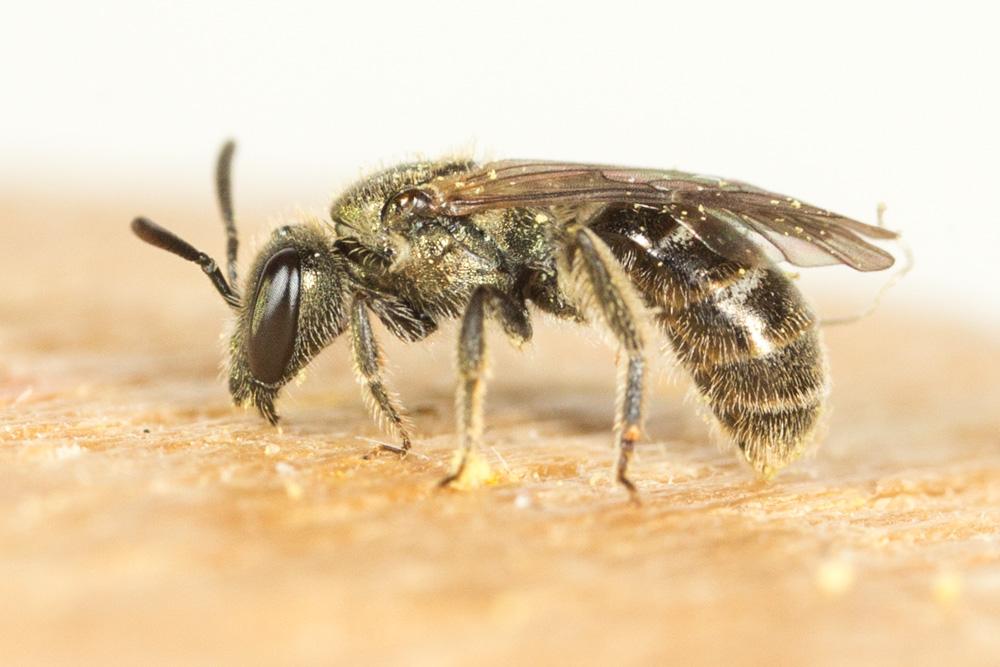  Lasioglossum morio (Fabricius, 1793)