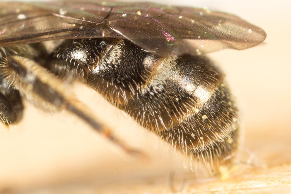  Lasioglossum morio (Fabricius, 1793)