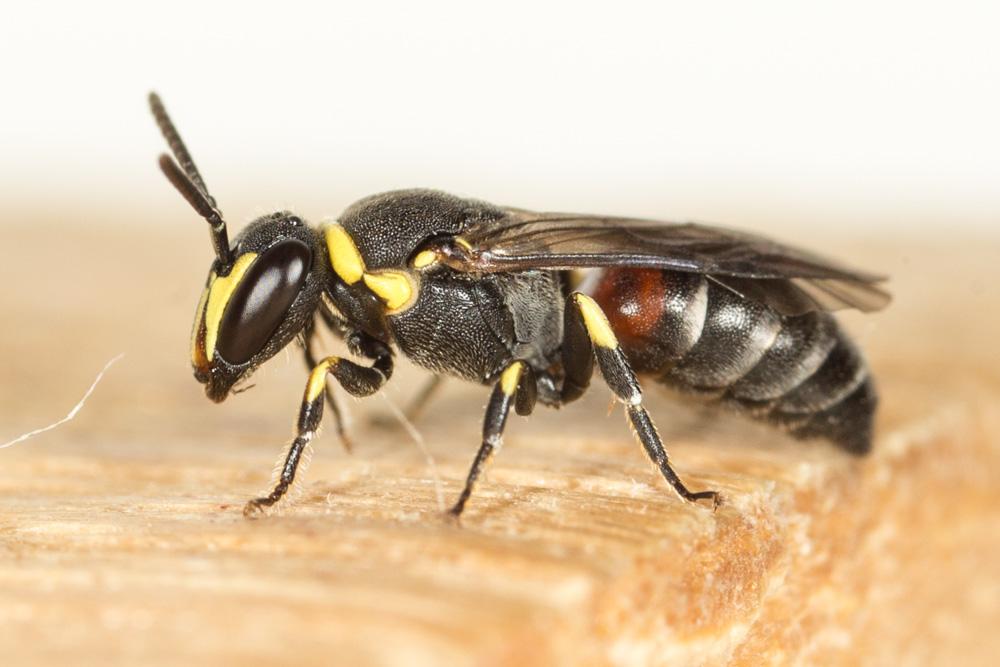  Hylaeus pictus (Smith, 1853)