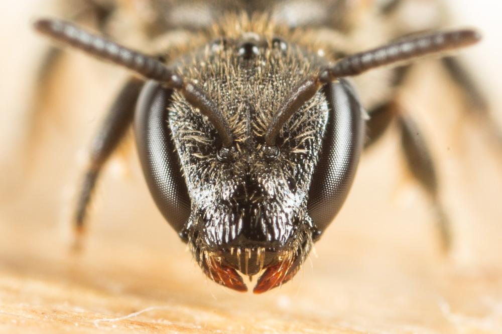  Lasioglossum punctatissimum (Schenck, 1853)