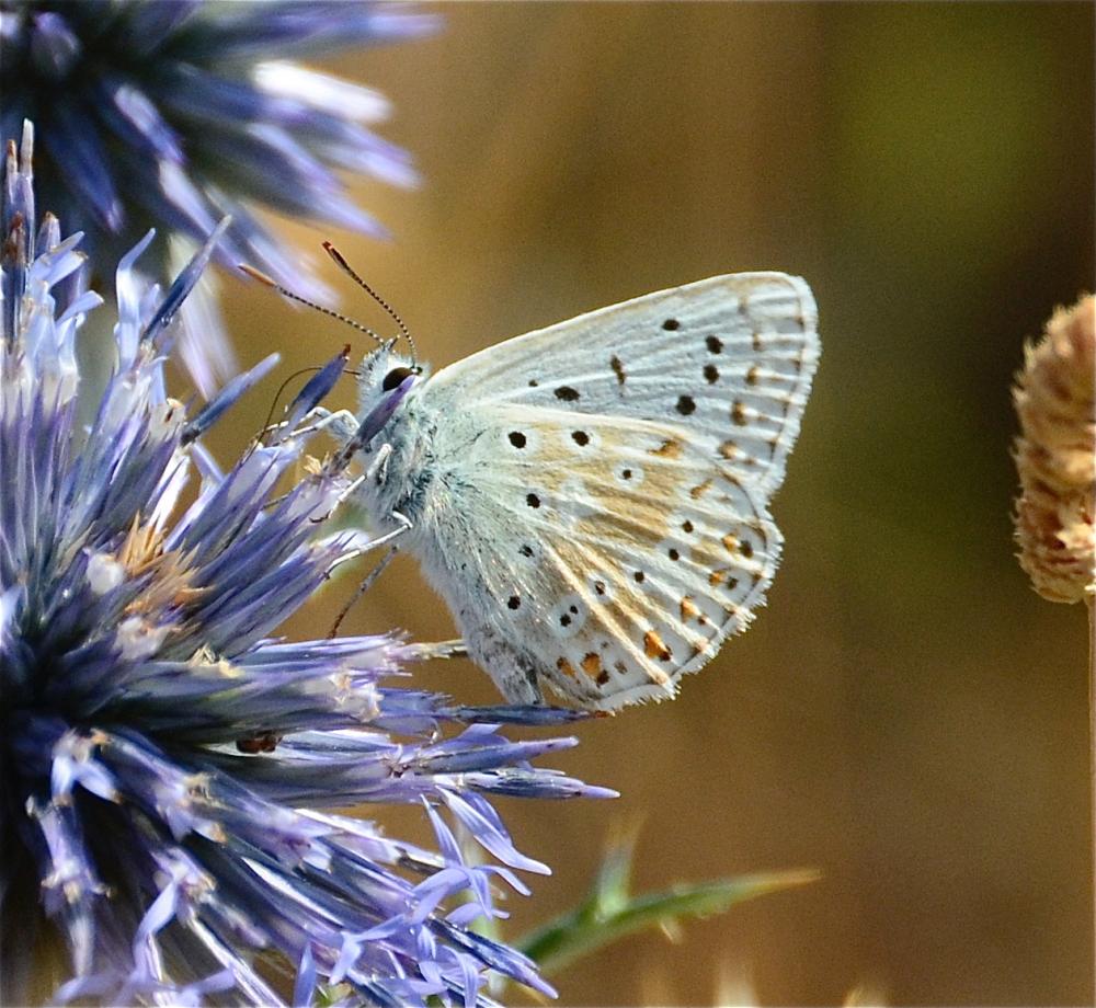 Argus bleu-nacré (L') Lysandra coridon (Poda, 1761)